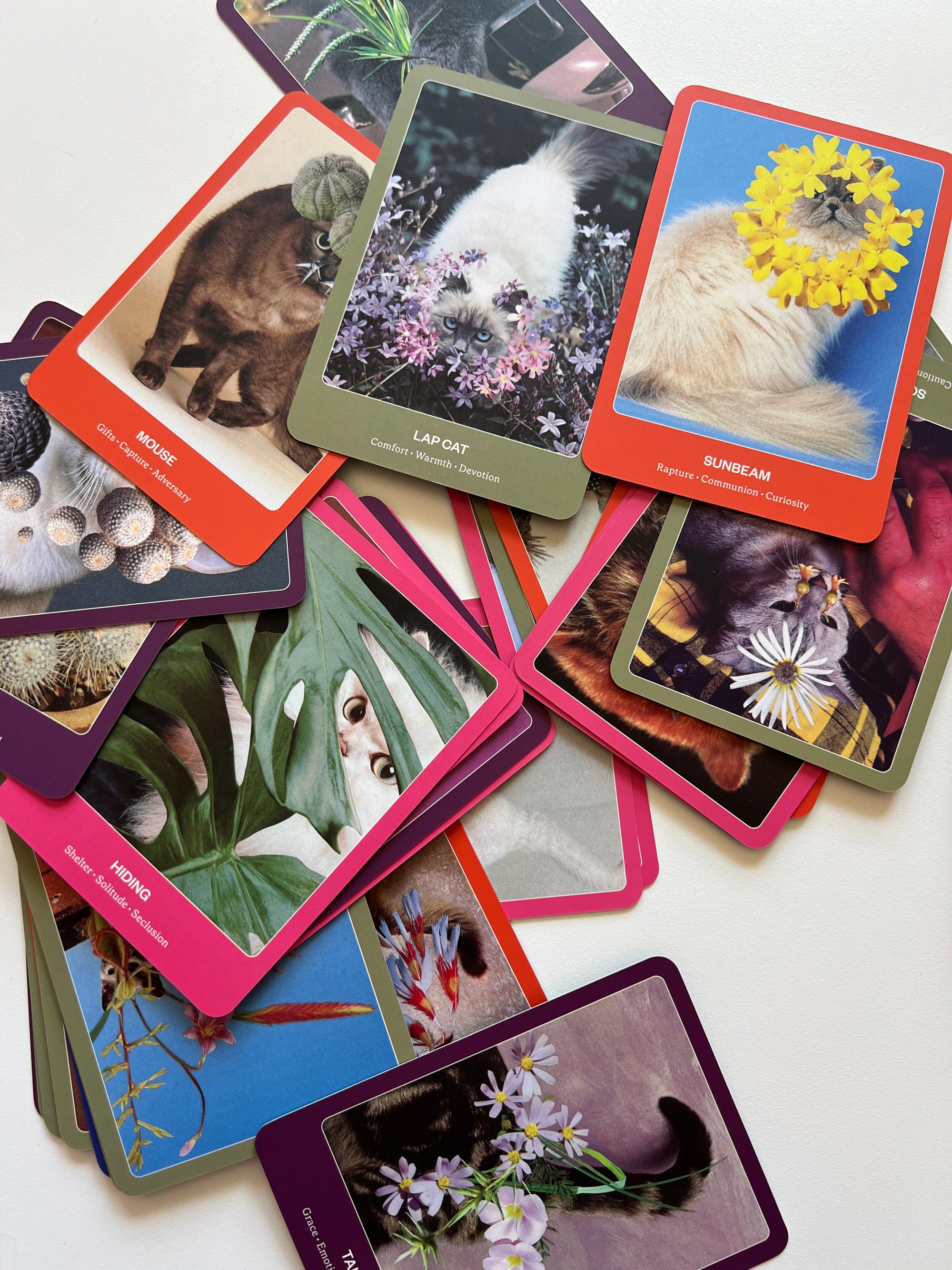 Cat Oracle Deck