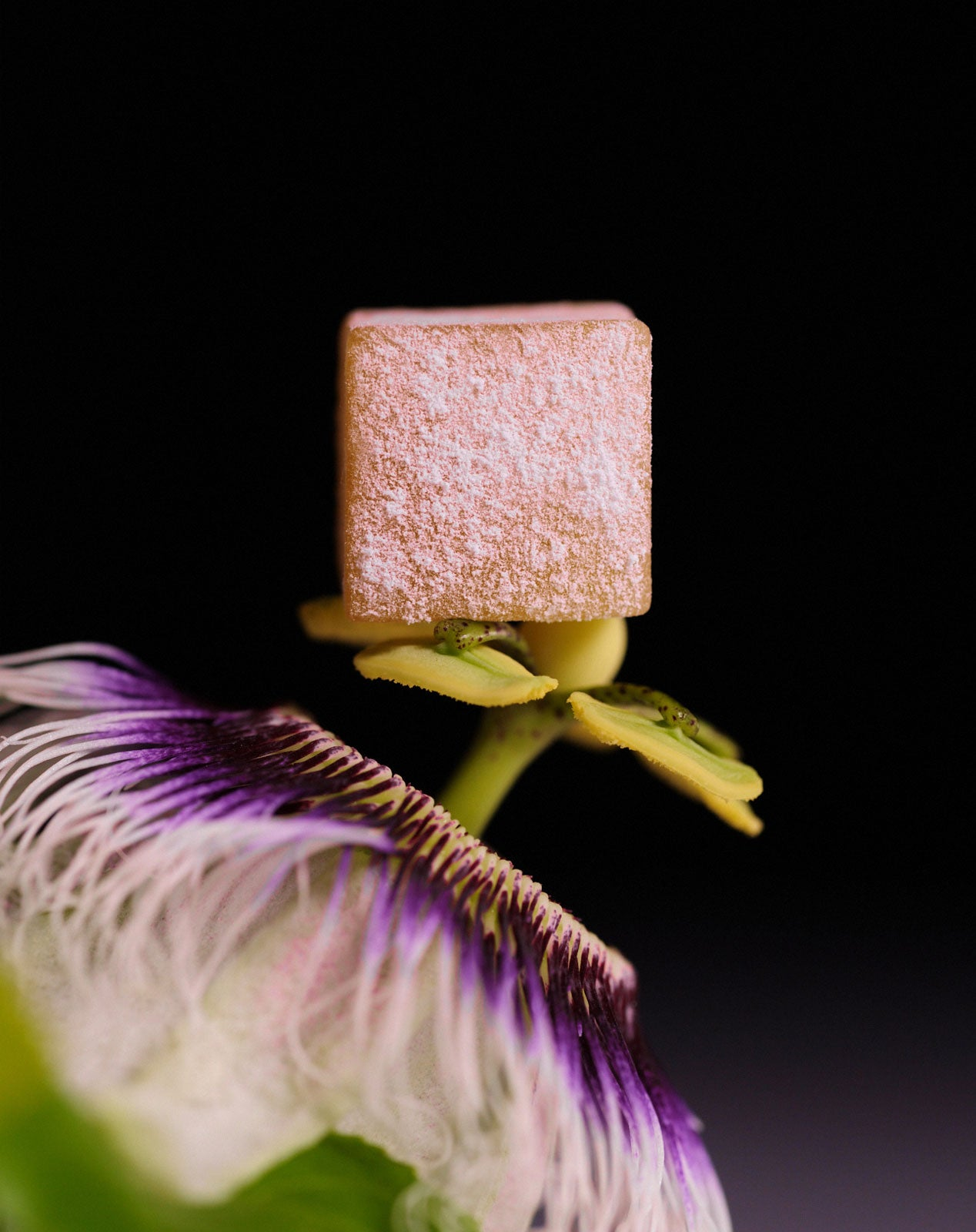 Passion Fruit Toasted Fig Leaf THC Delights