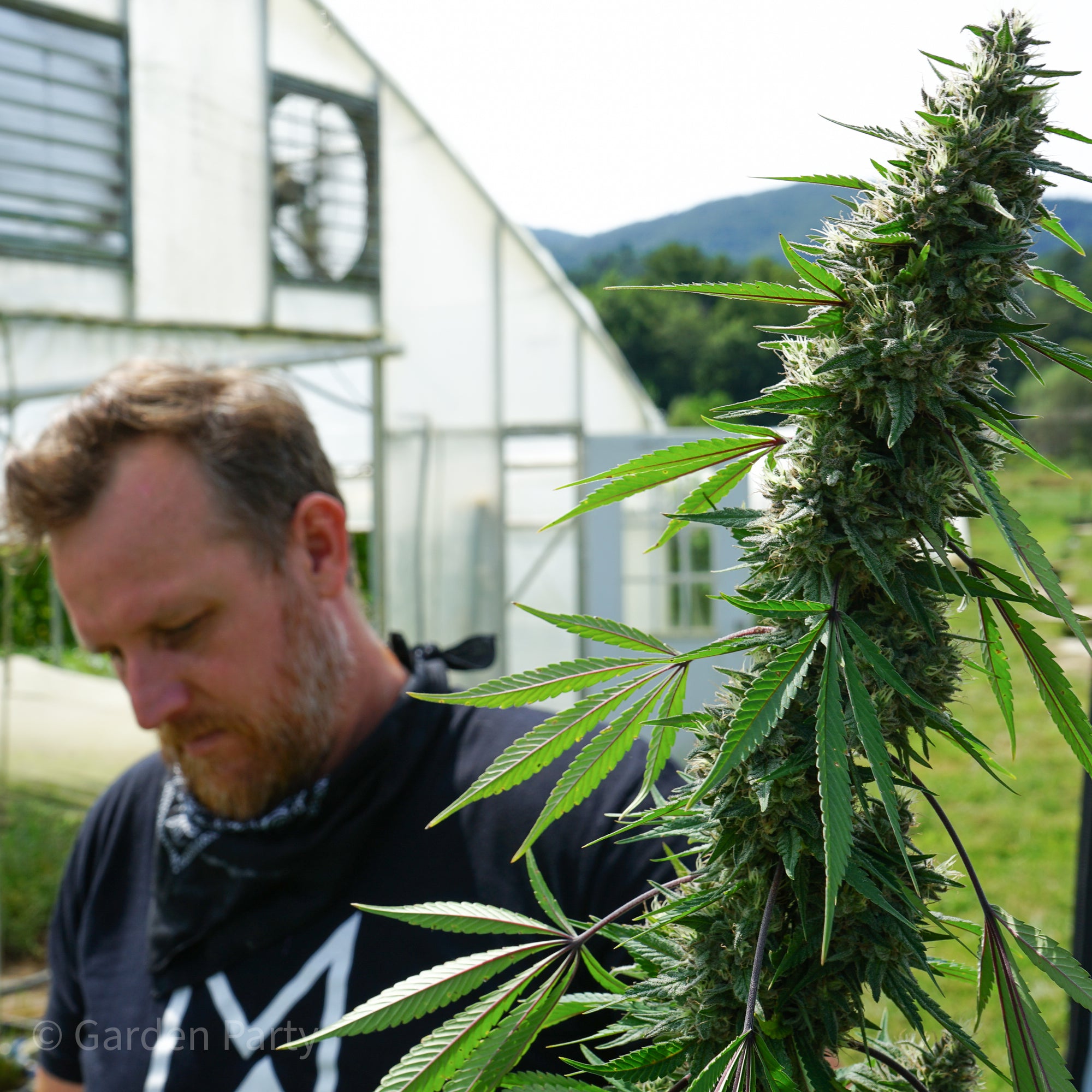 Cultivating Hemp with Great Smokies Cannabis