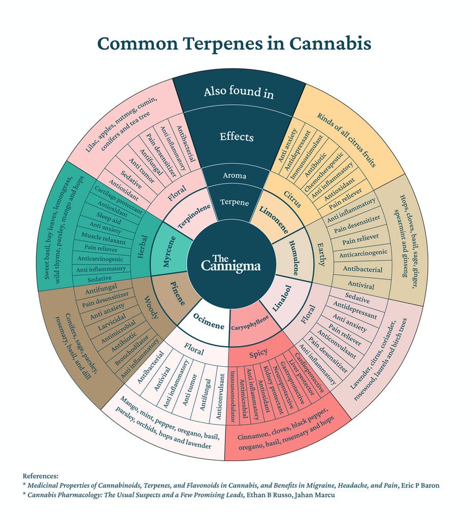 I Think It's Time We Talk (Terpenes).😎